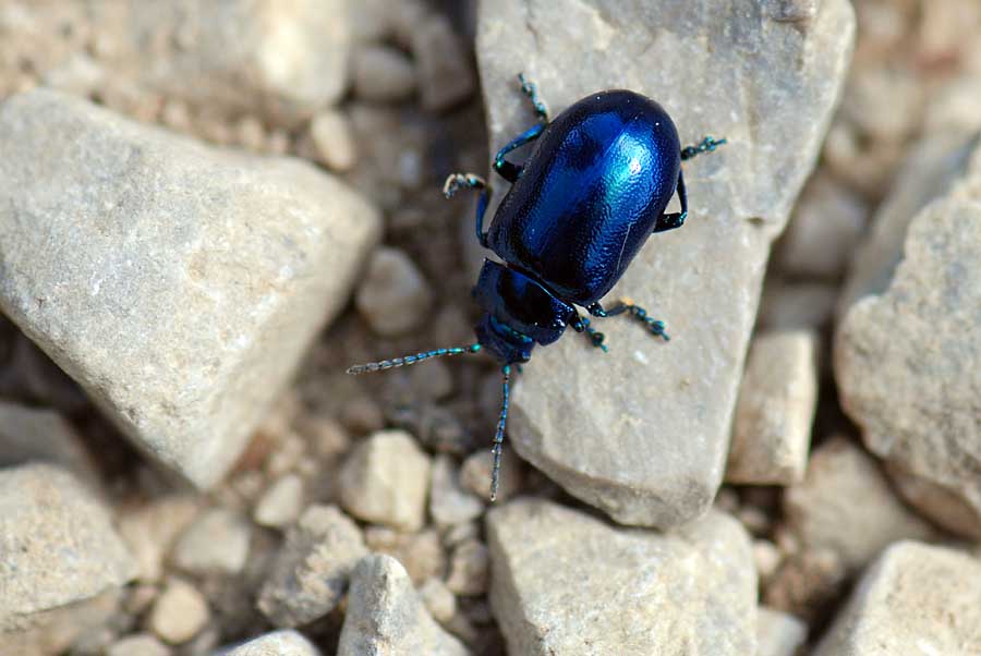 Oreina cfr speciosa